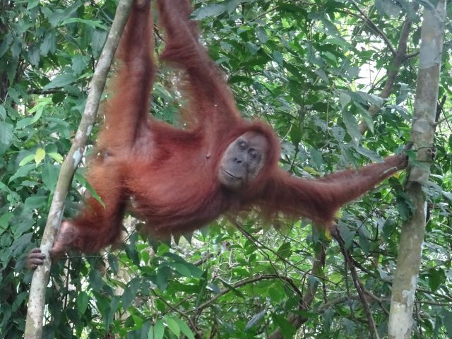 Bukit Lawang